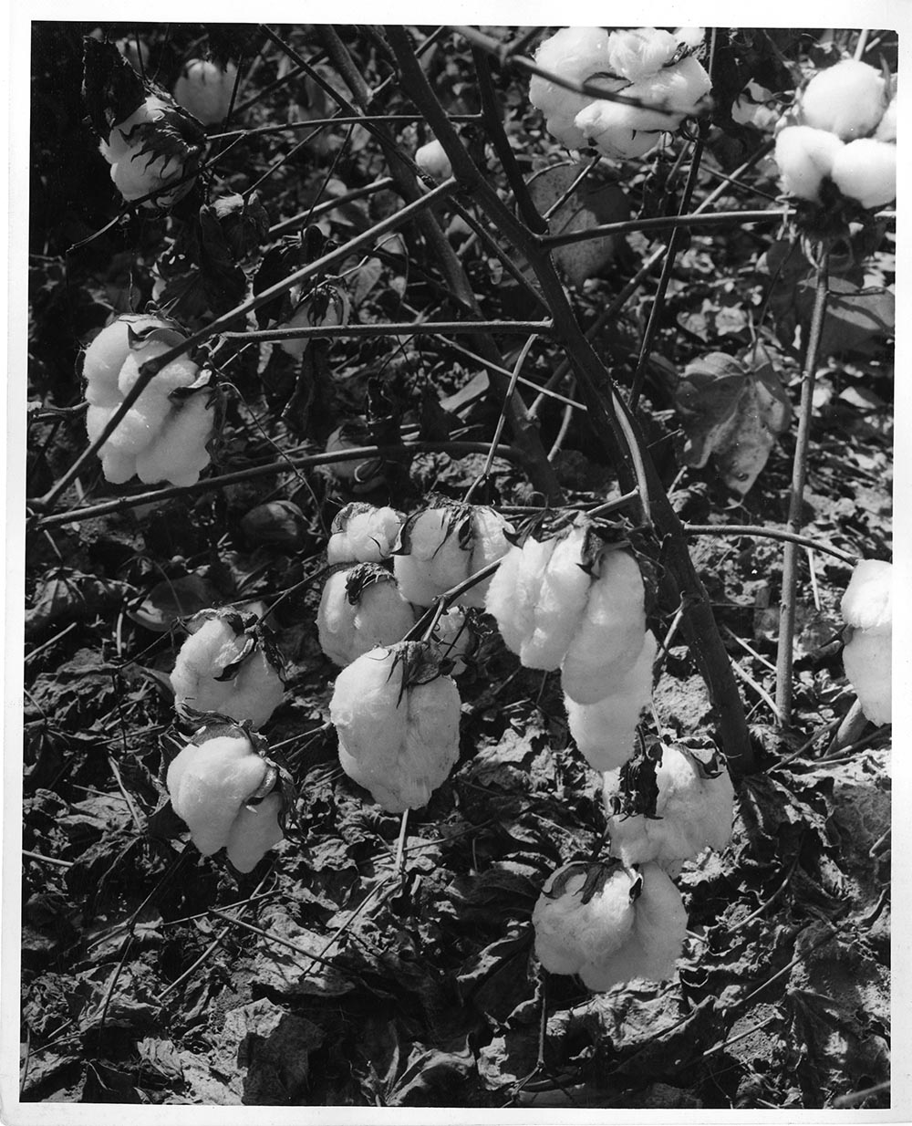 Cotton on the stalk grown in the fertile Mississippi Valley lowland near Memphis